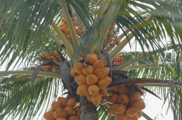 Noix de coco, drupe du cocotier (Cocos nucifera)